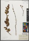 Foto von Salix starkeana Willd.